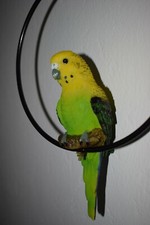 Wellensittich Vögel Deko im Ring Lebensechter Vogel Gartenfigur Fensterdekoratio