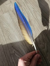 31,5 cm blaue ?? Papageienfeder Vogelfeder Feder Ara Schreibfeder Linkshänder 