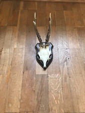 Rehbock Gehörn, Geweih