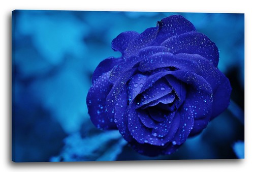 Wandbild nahaufnahme rose - nahaufnahme,