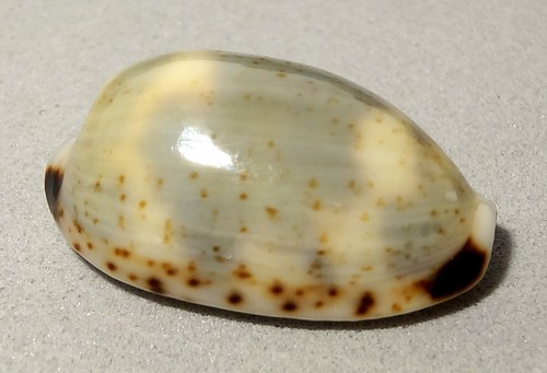 Meeresschnecke cypraea kieneri - meeresschnecke,