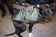 Alpha industries dog - alpha,