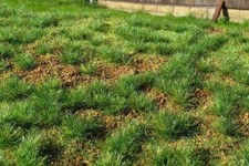 Model Scene F532 Grasmatte