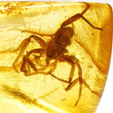 Baltischer Bernstein Fossil