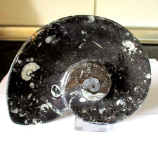 Orthoceras Seifenschale Fossil