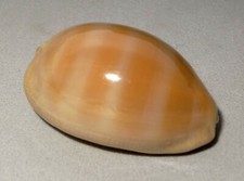 Meeresschnecke Cypraea