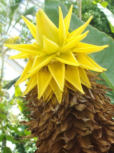 Musella lasiocarpa lotus - musella, lasiocarpa,