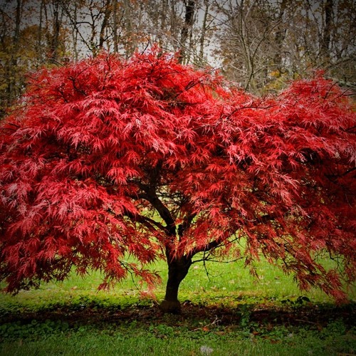 Acer palmatum atropurpureum - acer,