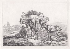 Esel Maultier donkey mule