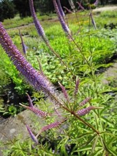 Kandelaber-Ehrenpreis