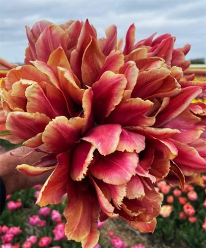 Tulpen blumenzwiebeln zwiebeln - tulpen,