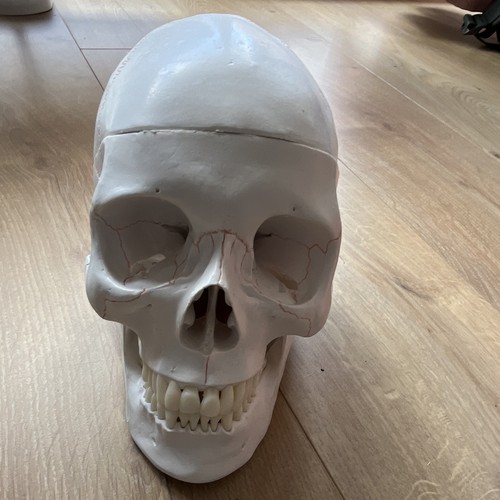 Anatomisches schädelmodell - anatomisches,