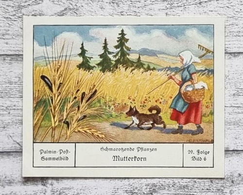 Mutterkorn schmarotzend