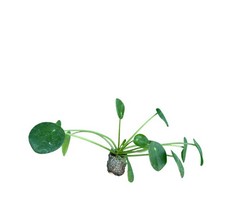 10 Stück Peperomioides