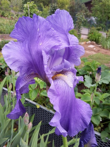 Iris schwertlilie alte - ,