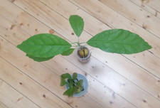 Tropisches Duo Mangobaum