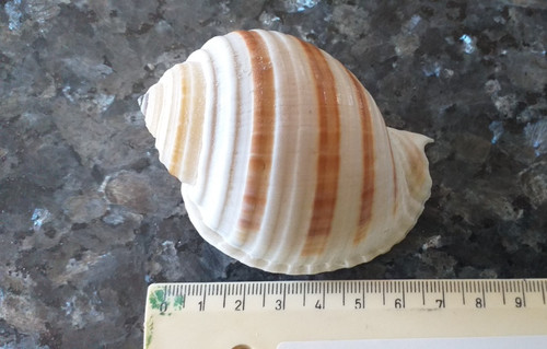 Muschel schnecke tonnidae - schnecke,