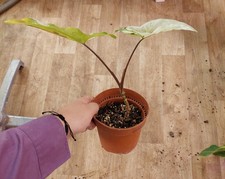 Syngonium 'Albo Variegata' -