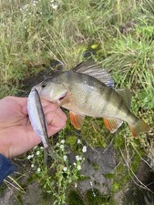 Köderfische  Rotaugen