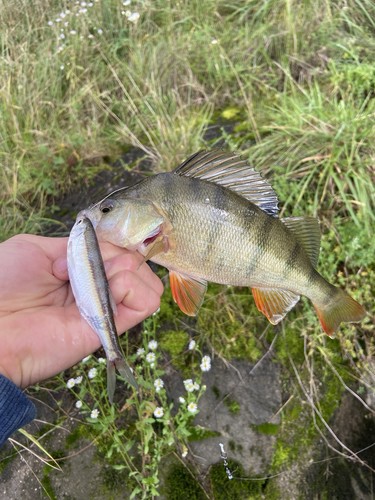 Köderfische rotaugen - köderfische,