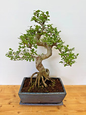 Bonsai chinesische Ulme  Nr