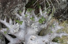 Pachypodium densiflorum 5
