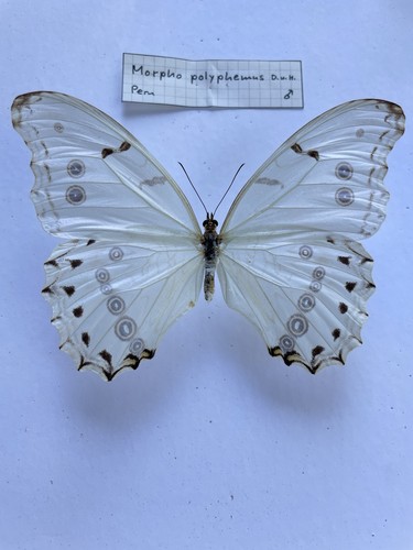 Entomologie*Morpho