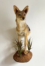 Schakal Schabrackenschakal