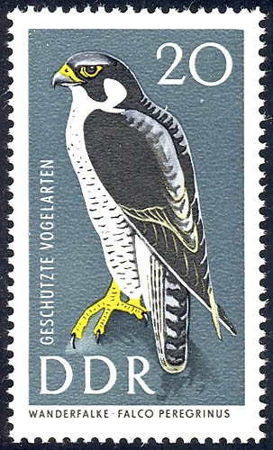 1274 geschützte vögel - geschützte,