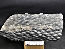 Stigmaria ficoides - Fossile