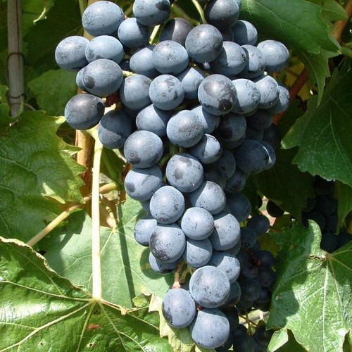 Muscat bleu blaue weinrebe - ,