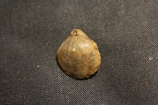 sehr schöne Rhynchonelle Dogger delta - Edelsfeld, Oberpfalz, Bayern