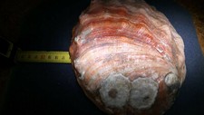 VERY BIG NICE SHELL>HALIOTIS(HOLIOTIS)CALIFORNIA(RED ABALONE)BAJA,CALIFORNIA Nr3