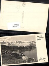 651095,Bergschafe Schafe