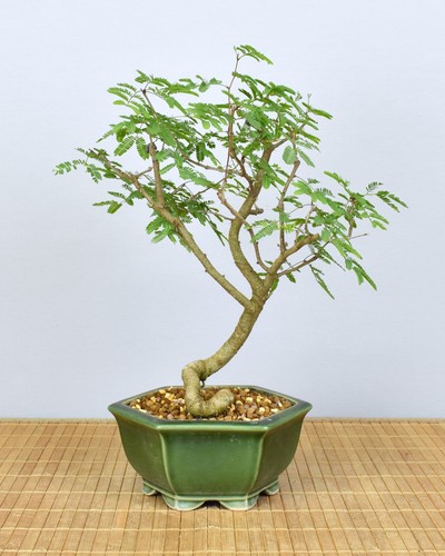 Bonsai indoor arabische - indoor,,
