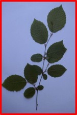 10 Stück Blätter von