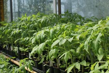 Tomatenpflanzen, verschiedene