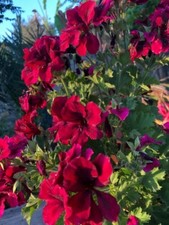 8000908 Petunia rot feuerrot