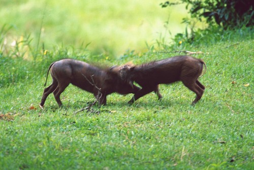 Postkarte warzenschwein - 1,