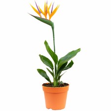 Paradiesvogelblume mit Kunstblüte - Strelitzia Reginae - Höhe ca. 35-40 cm, Topf