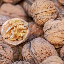 Walnuss Fernette veredelter Walnussbaum Juglans regia ca. 125-175 cm 10 L Topf