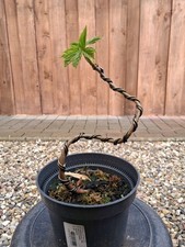 Bergahorn, Pre Bonsai, Bonsai