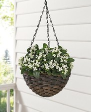 Pflanzampel   Hängetopf