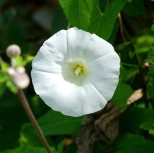 Mexikanische Prunkwinde - Ipomoea tricolor Pearly Gates - 20 Samen