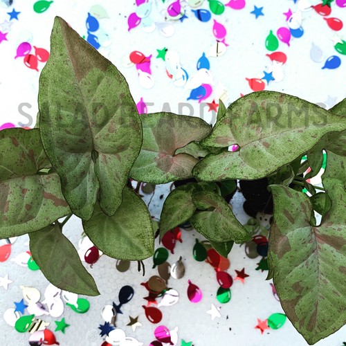 Confetti syngonium starts - 3,