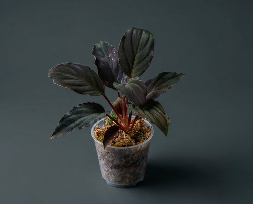 Homalomena humilis black - homalomena,
