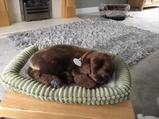 Perfektes Petzzz Welpen- und