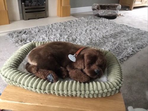 Perfektes petzzz welpen und - perfektes,