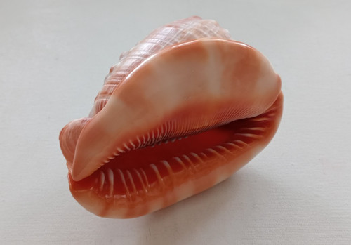 Cypraea cassis rufa große - cypraea,