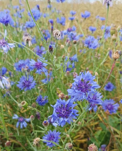 Blaue kornblume 000 samen - blaue,